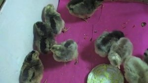 Цыплята породы Легбар. //Chickens breed Legbar.