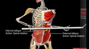 External Oblique Anatomy and Movement