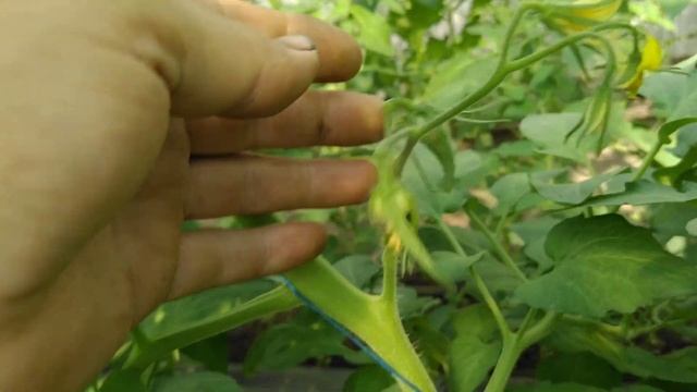 Розовый Спам + пробники  от райк цван 915, 916 и TL 19304от сакуры смотреть онлайн