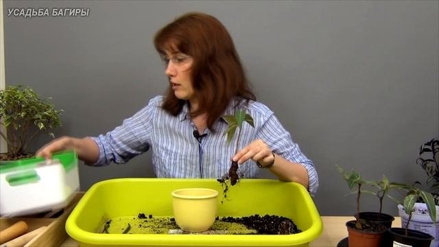 Брахихитон тополевый (ч.3).