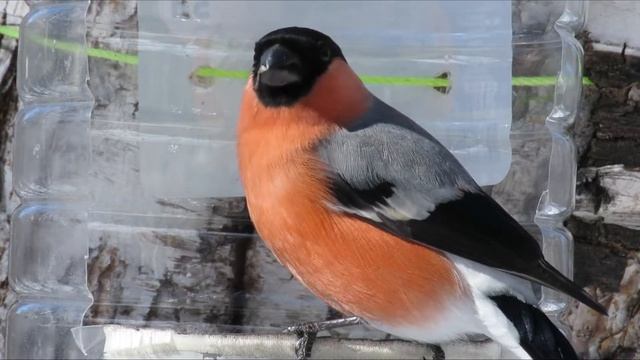 Снегирь кушает семечки, лесная кормушка, Bullfinch eats seeds, forest bird feeder смотреть онлайн