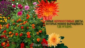 Самые неприхотливые цветы?, которые можно выращивать где угодно.