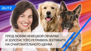 Плод любви немецкой овчарки и золотистого ретривера: взгляните на очаровательного щенка