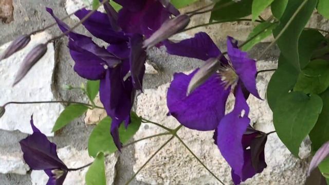 Clématite Clematis 'jackmanii Superba' ou Gipsy Queen' Les grandes fleurs s'inclinent. смотреть онлайн
