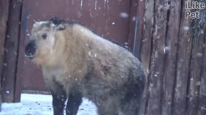 Кто такие такины?