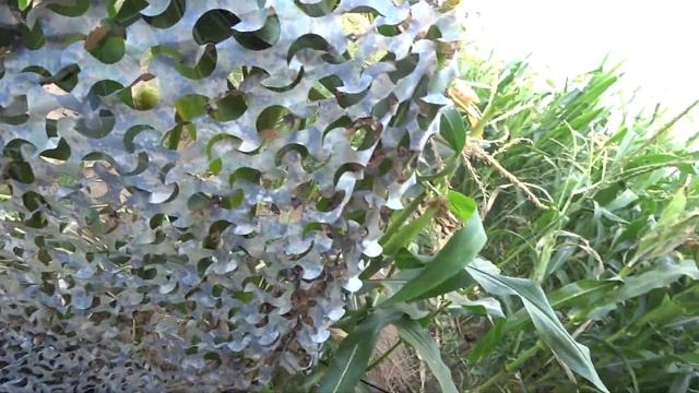 Охота на голубя (Вяхиря) с профилями! смотреть онлайн