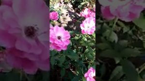 Роза Пинк Бриллиант Айсберг.