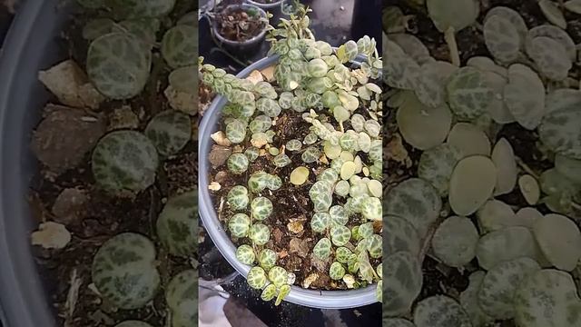 Mi Pequeña Peperomia Prostrata Resistíendo el invierno!!!! 1 riego mínimo cada quinto  dia #tips