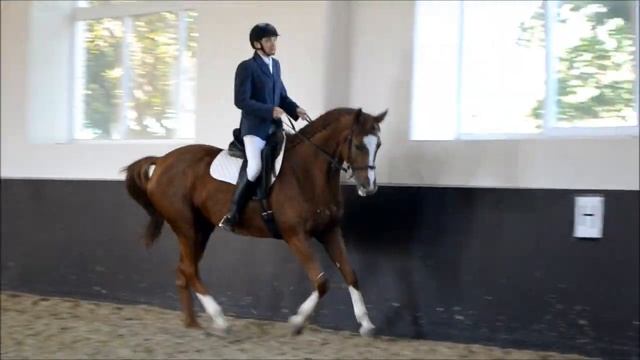 Роман и Полька Терский Конный Завод Выездка смотреть онлайн