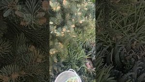 Красные шишки на ели Изели Фастигиата. Формирование ели. Сбор  еловых почек.