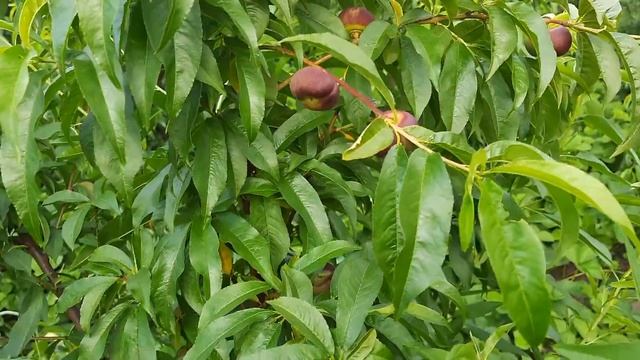 Состояние персиков после проливных дождей. смотреть онлайн