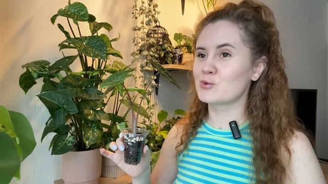 Обзор новых растений и моя коллекция Алоказий