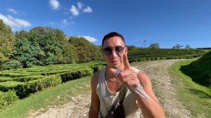 ЧАЙНАЯ ПЛАНТАЦИЯ МАЦЕСТА | ПАЛЬМОВАЯ АЛЛЕЯ | Выходные в Сочи