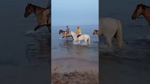 Купание на лошадях в море