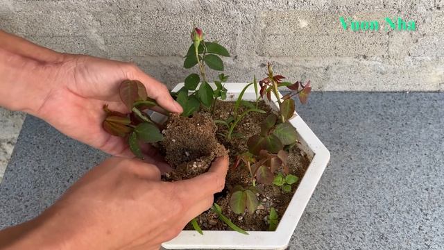 Cách trồng cành hoa hồng bằng khoai tây | rose plant growing tips смотреть онлайн