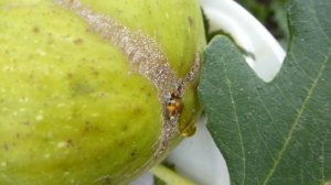 Инжир королевский(Ялтинский) созрел.