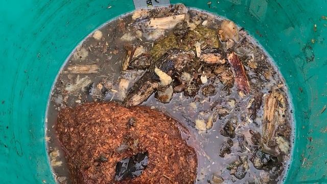 Знакомлю  БОРМОТУХУ с патогенами ( Продаю семена томатов)