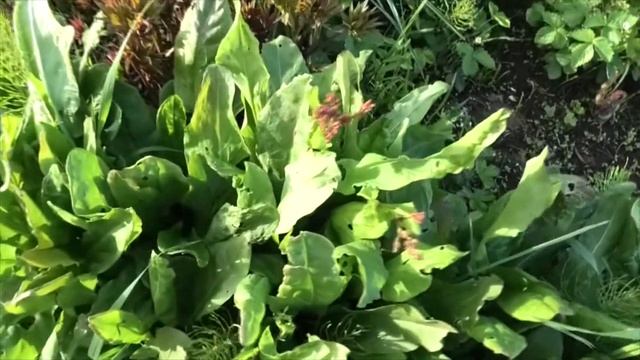 состав зелёного удобрения дача под Архангельском смотреть онлайн