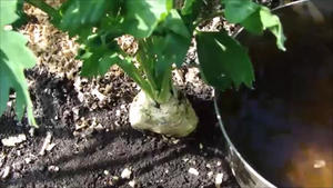 ПОДКОРМКА СЕЛЬДЕРЕЯ В АВГУСТЕ.