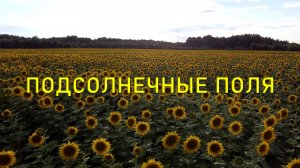 Калужская область, подсолнечные поля / Kaluga region, sunflower fields