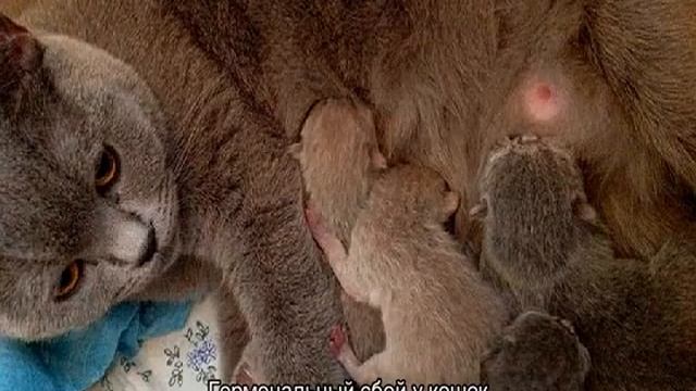 У кошки выпадает шерсть: почему и что делать смотреть онлайн