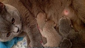 У кошки выпадает шерсть: почему и что делать