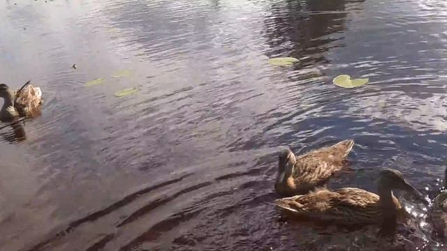 Деревенские ручные утки смотреть онлайн