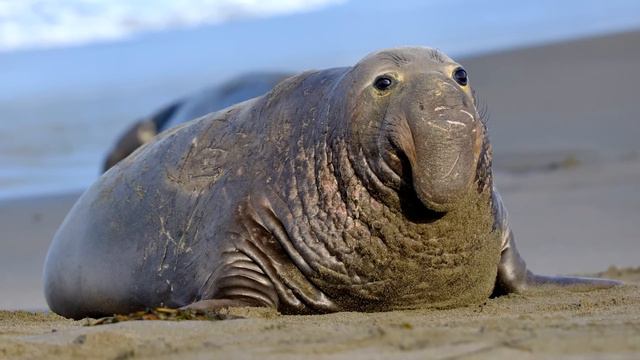 6 Animals That Could Defeat a Polar Bear смотреть онлайн