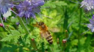 Эдуард Асадов «Любовь»