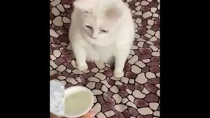 мем"кот не любит сметану " (шаблон)