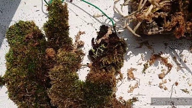 Пересаживаю Неофинетию. Neofinetia.風蘭の植え替え