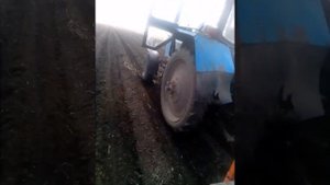 Выращивание моркови сорт каскад