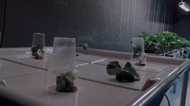 Клубника на аэропонике смотреть онлайн