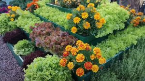 Как вырастить шикарный салат не только на грядке, но и дома в стакане.