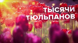 Парк всех влюблённых: фестиваль тюльпанов в Санкт-Петербурге