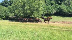 Semi-wild horses in Aggtelek National park, Hungary