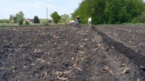 Посев тыквы.