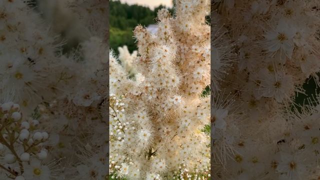 Лапчатка (курильский чай) и Рябинник рябинолистный.??
