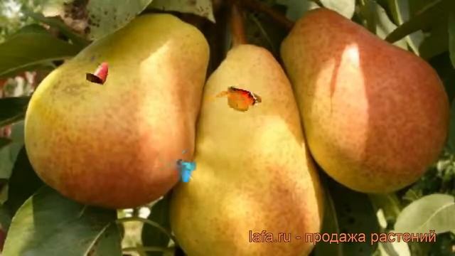 Груша плодовая Аллегро (pyrus communis allegro) ? Аллегро обзор: как сажать, саженцы груши Аллегро