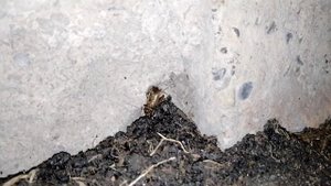 Стрекотание домового сверчка (Acheta domesticus).