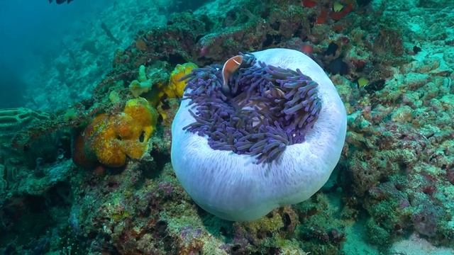 The Best 4K Aquarium ? The Hours of Beautiful Coral Reef Fish - Sleep Relax Meditation Music смотреть онлайн