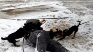 Охотничья   порода   собак   ягдтерьер. Дрессировка  с  кинологом.