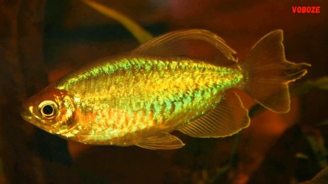 Аквариумная рыбка Тетра Конго Содержание разведение и совместимость Тетры Конго смотреть онлайн