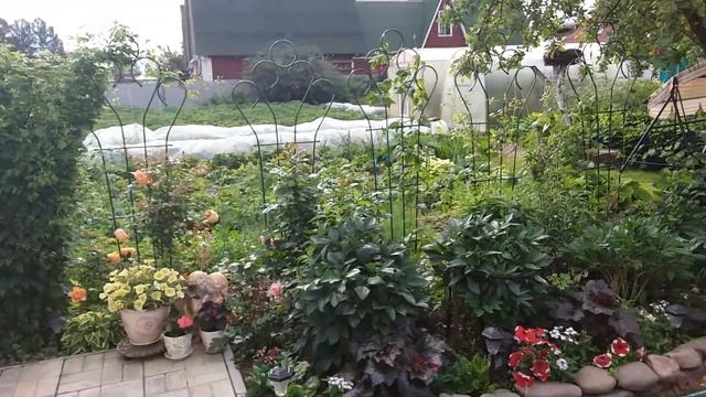 ОБЗОР САДА. Мой сад в начале июля