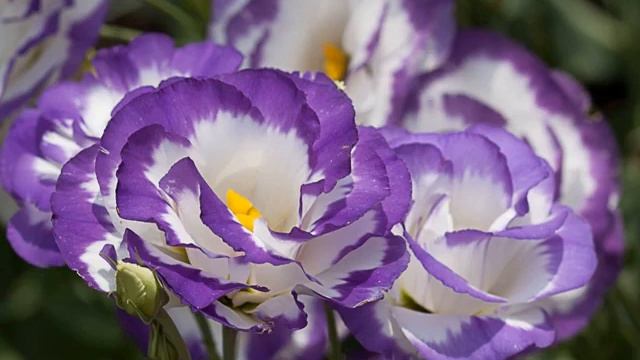 Цветы, похожие на пионы смотреть онлайн