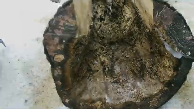 Дуплянка для пчёл. 1 часть... 23.02.19. ПЧЕЛОВОДСТВО С НУЛЯ. КАК Я ЭТО ВИЖУ... смотреть онлайн