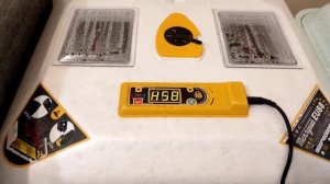 ЛУЧШИЙ И САМЫЙ ПРОСТОЙ СПОСОБ ВЫВЕДЕНИЯ УТЯТ МУСКУСНЫХ УТОК! ЭТО НУЖНО ЗНАТЬ! РЕЗУЛЬТАТ ПРОСТО СУПЕ