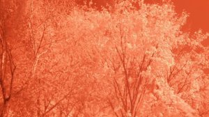 Nature in Infrared