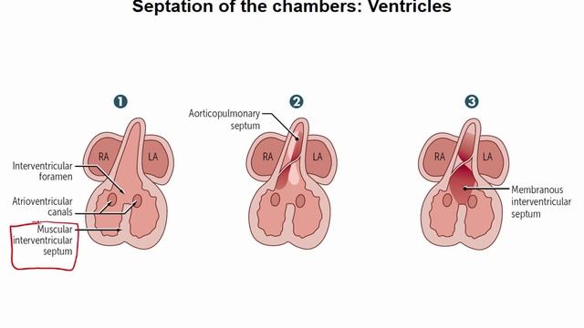 USMLE RX - 2.Кардиология - 2.Эмбриология - 3.Морфогенез сердца