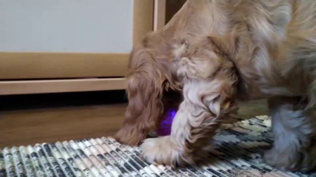 20210428 Тома и мячик смотреть онлайн